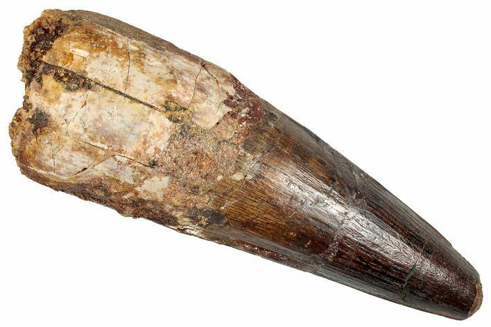 Real Fossil Spinosaurus Tooth - Huge Dinosaur Tooth #351626